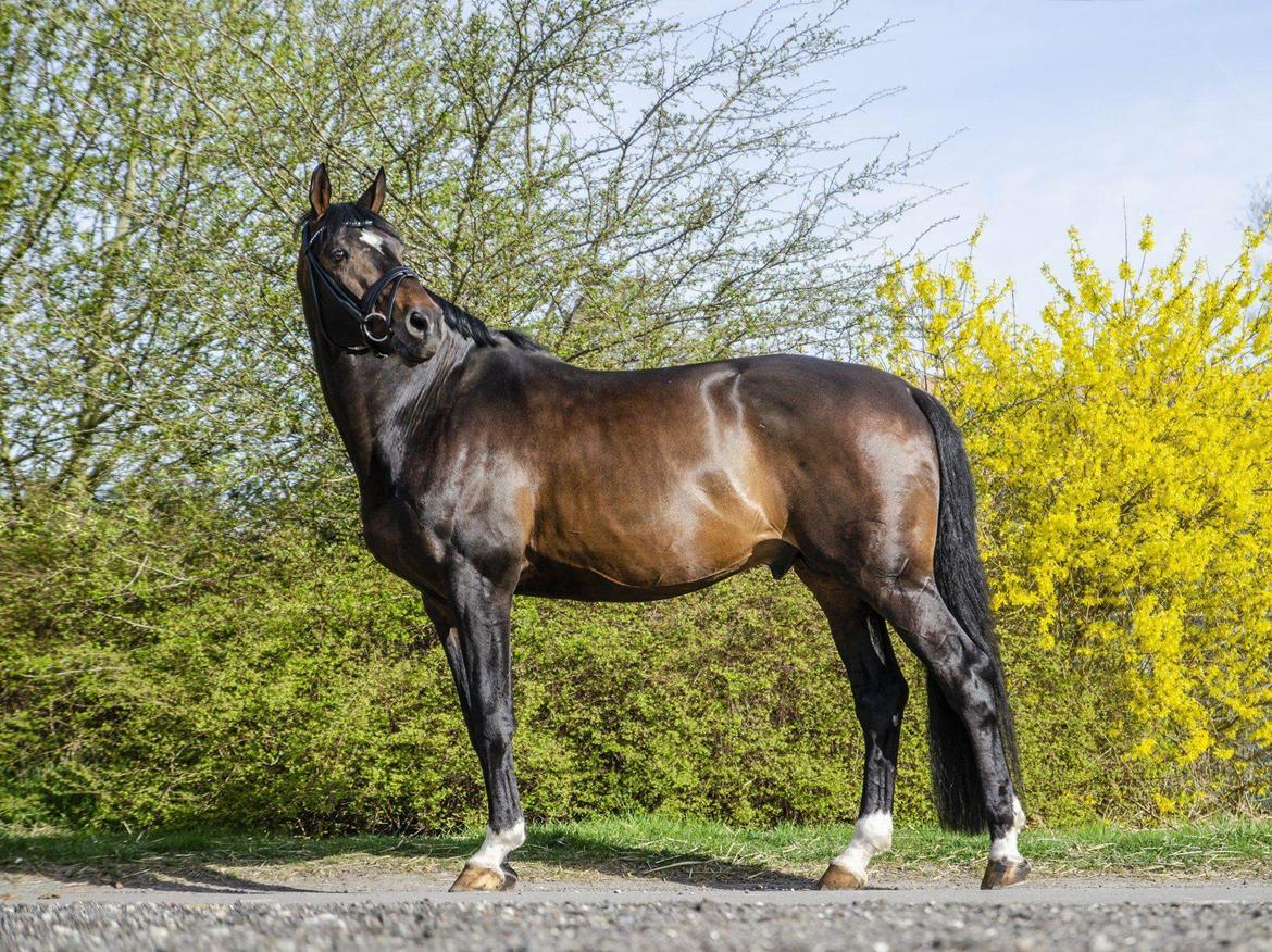 Württemberger Ave Austria S billede 13