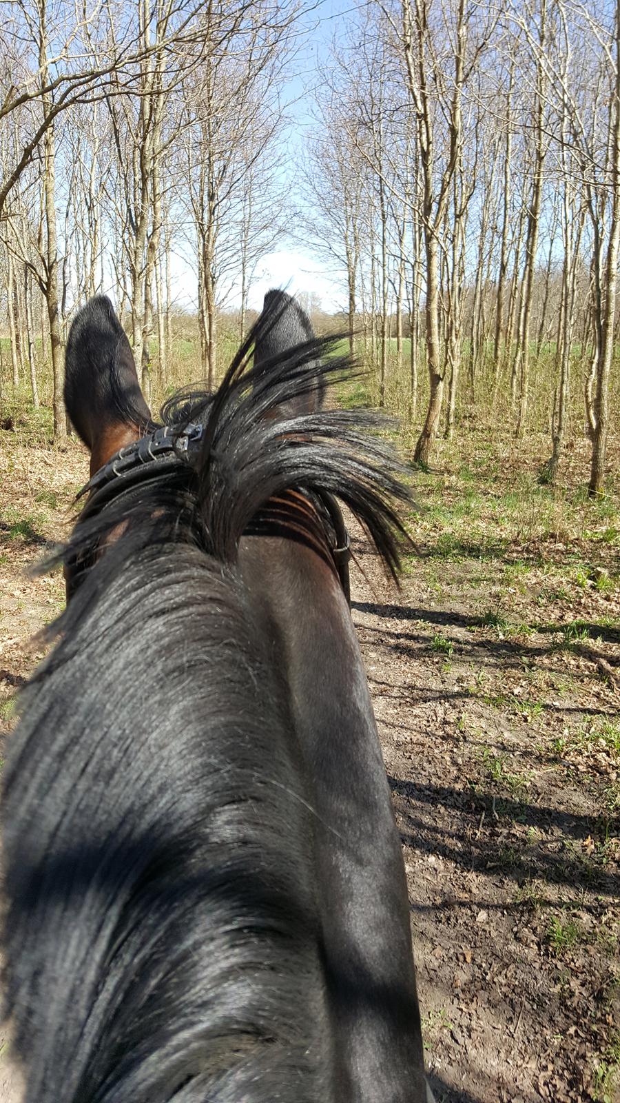 Württemberger Ave Austria S billede 4