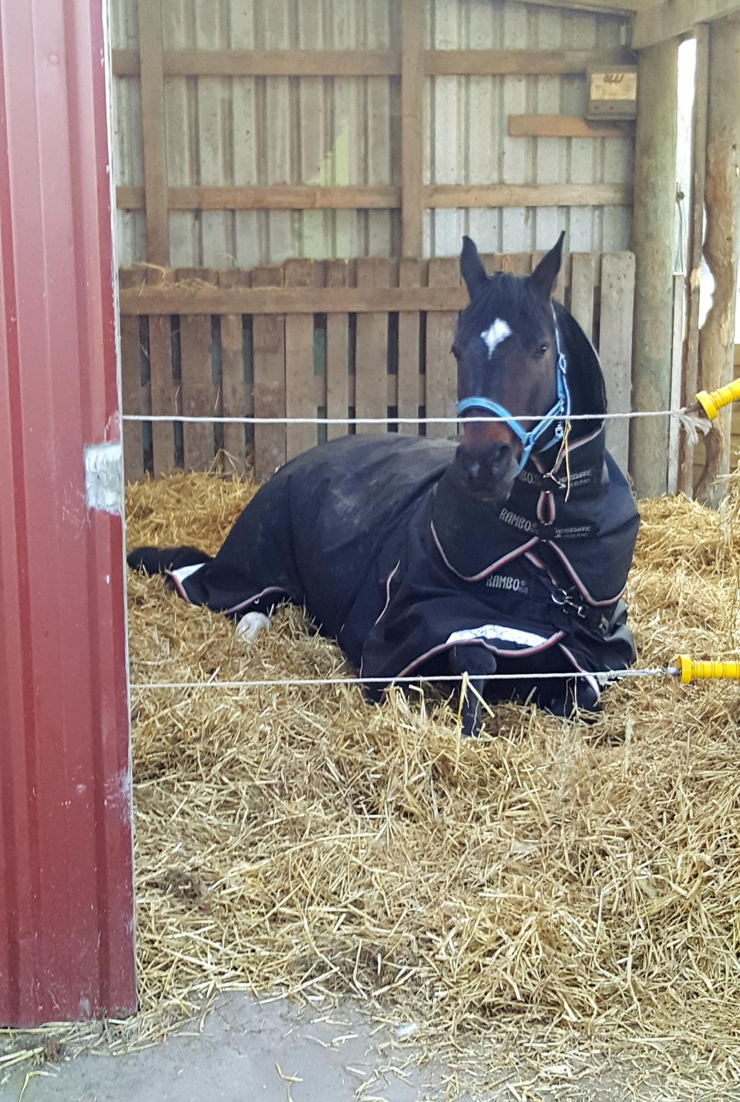 Württemberger Ave Austria S billede 8