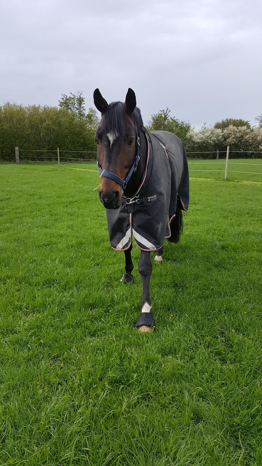 Württemberger Ave Austria S billede 2