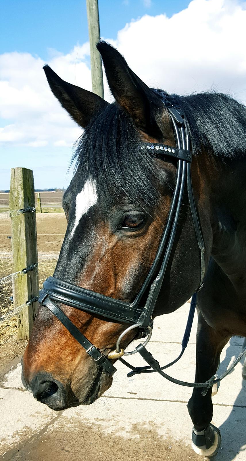 Württemberger Ave Austria S billede 6