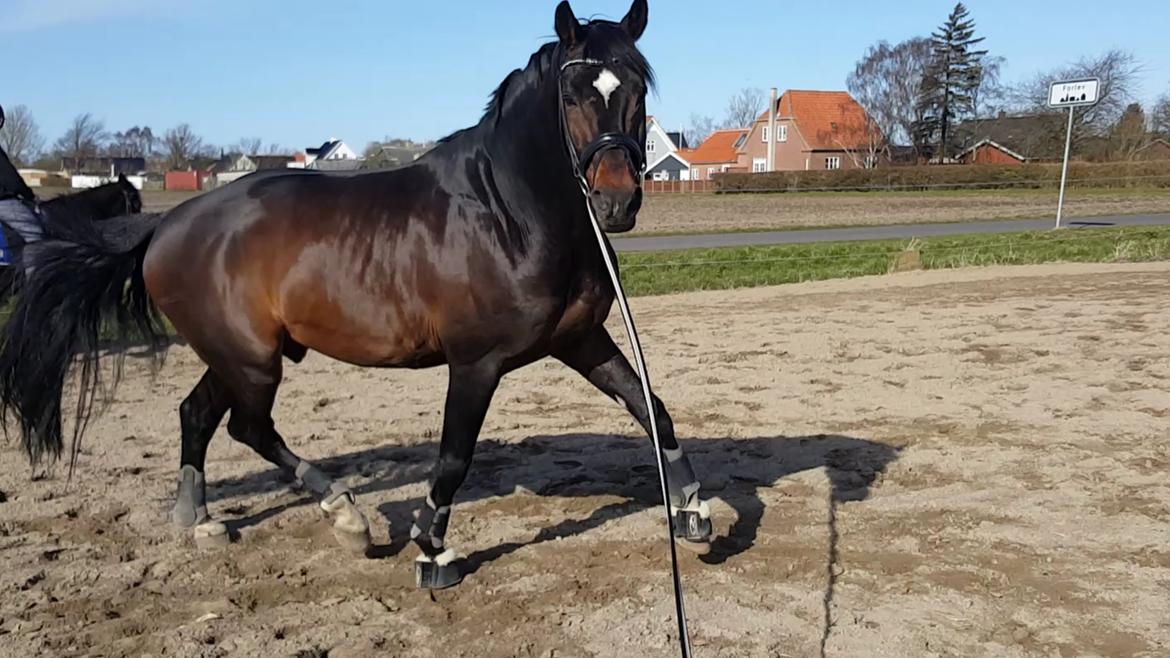 Württemberger Ave Austria S billede 17