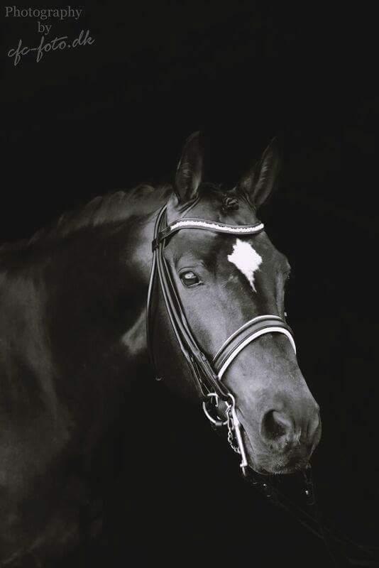 Württemberger Ave Austria S billede 19