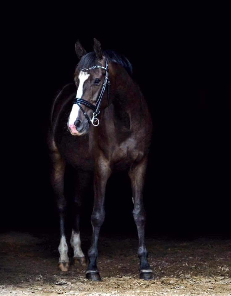 Trakehner Helmuth von hestebjerggaard billede 1