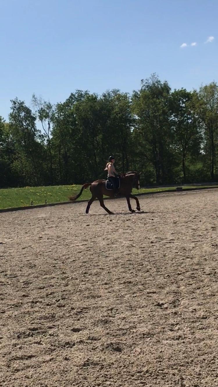 Dansk Varmblod Samantha Who billede 12