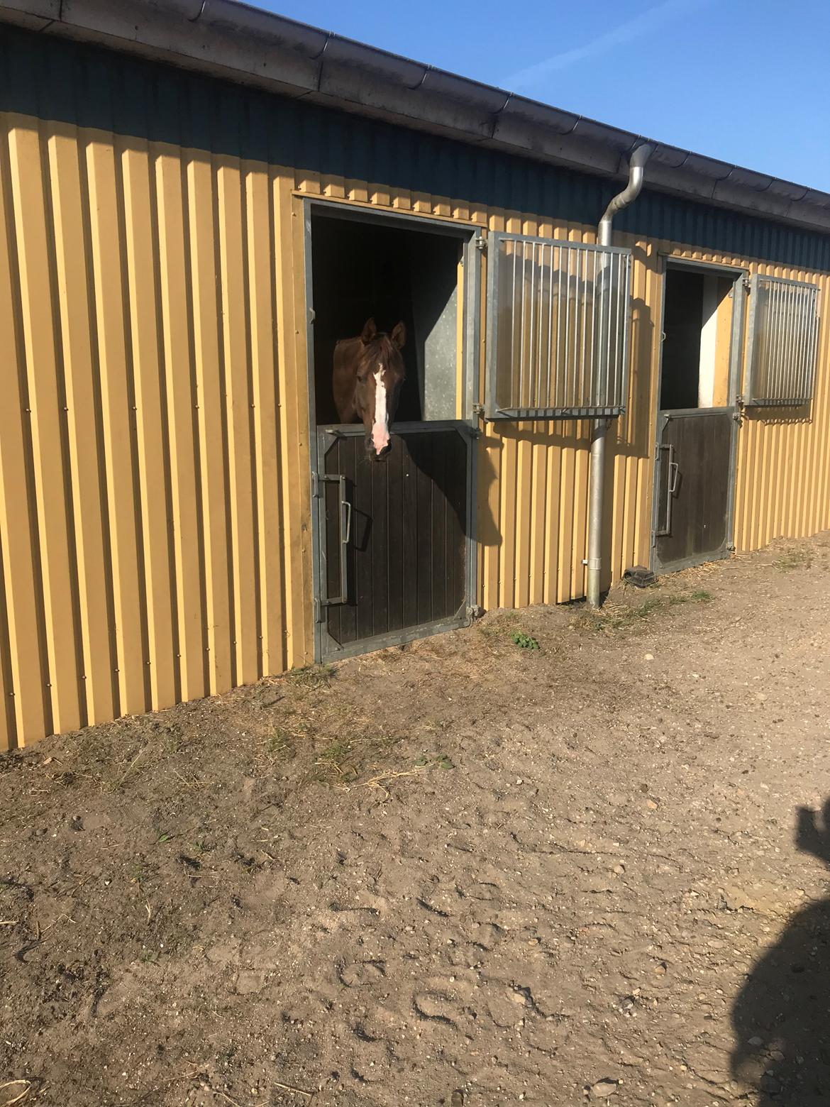 Dansk Varmblod Samantha Who billede 15