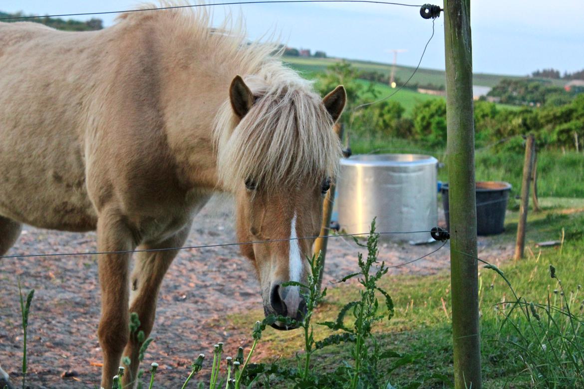 Islænder Sia fra Rivendale - Billede taget af Hjortholm Phogography billede 8