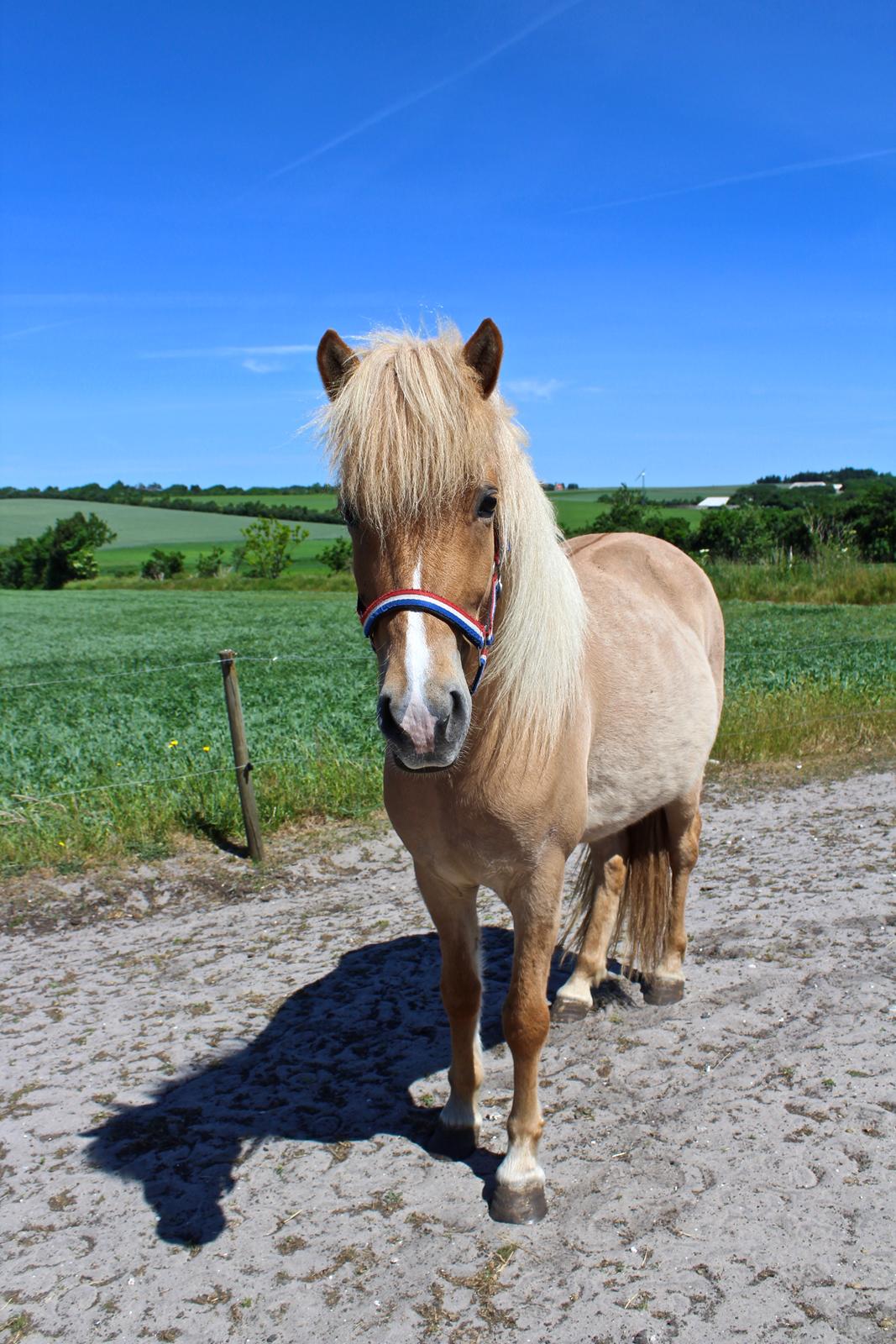 Islænder Sia fra Rivendale billede 9