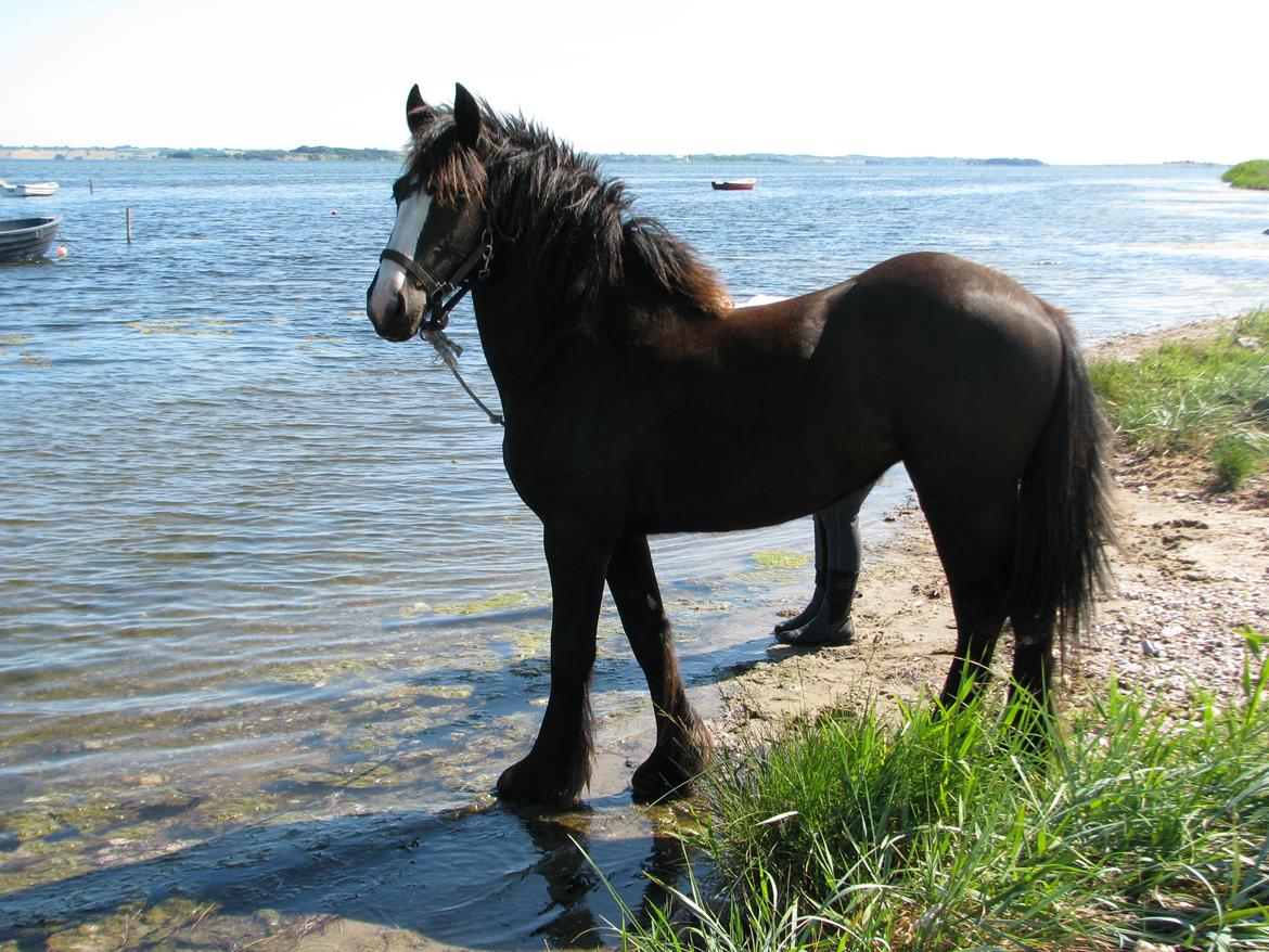 Barockpferd Nordenbæk's Castella billede 5