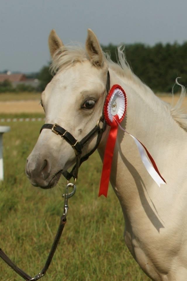 DSP Ørnagergård Caluni billede 2