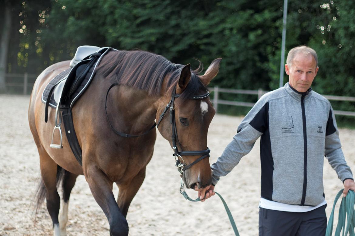 Dansk Varmblod Lindegaardens Emmelie billede 3