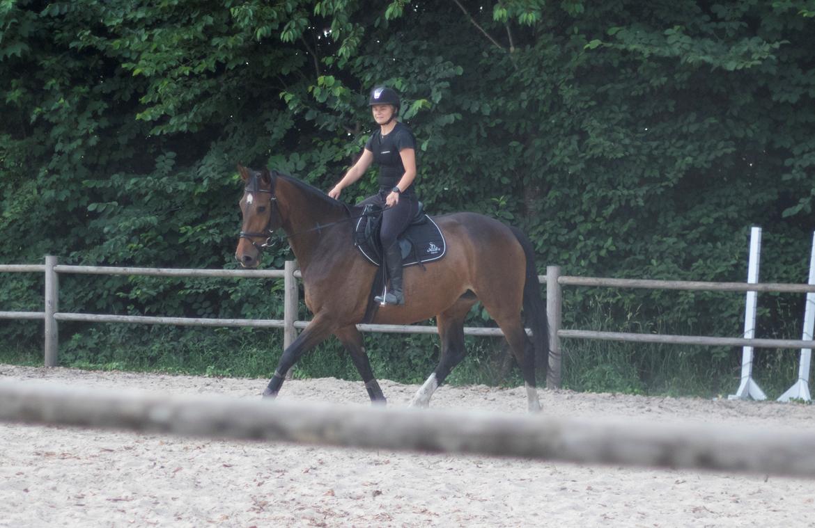 Dansk Varmblod Lindegaardens Emmelie billede 5