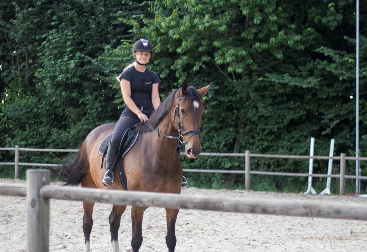 Dansk Varmblod Lindegaardens Emmelie billede 4