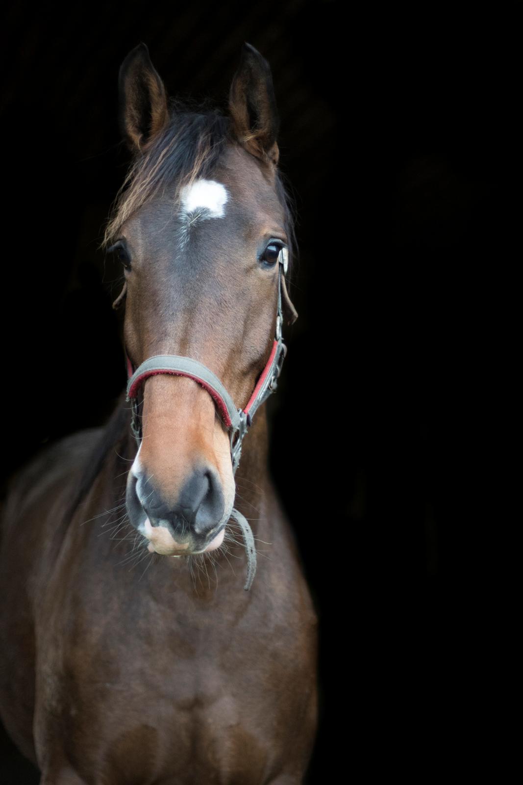 Dansk Varmblod Lindegaardens Emmelie billede 1