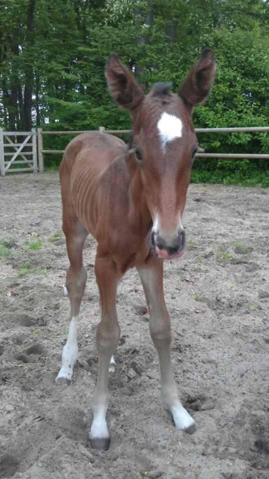Dansk Varmblod Lindegaardens Emmelie billede 6