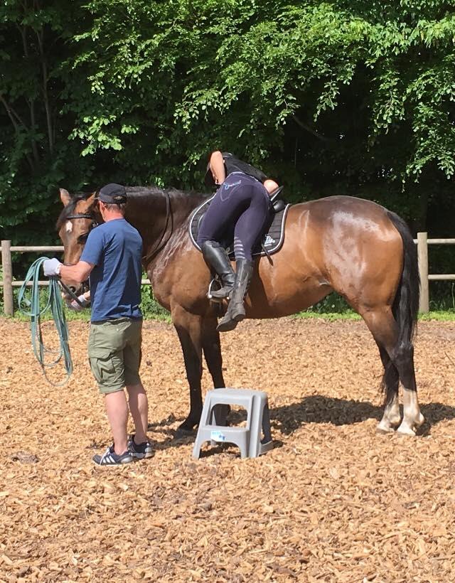 Dansk Varmblod Lindegaardens Emmelie billede 7