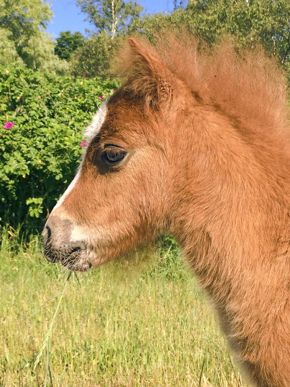 Shetlænder Bentley SOLGT billede 10