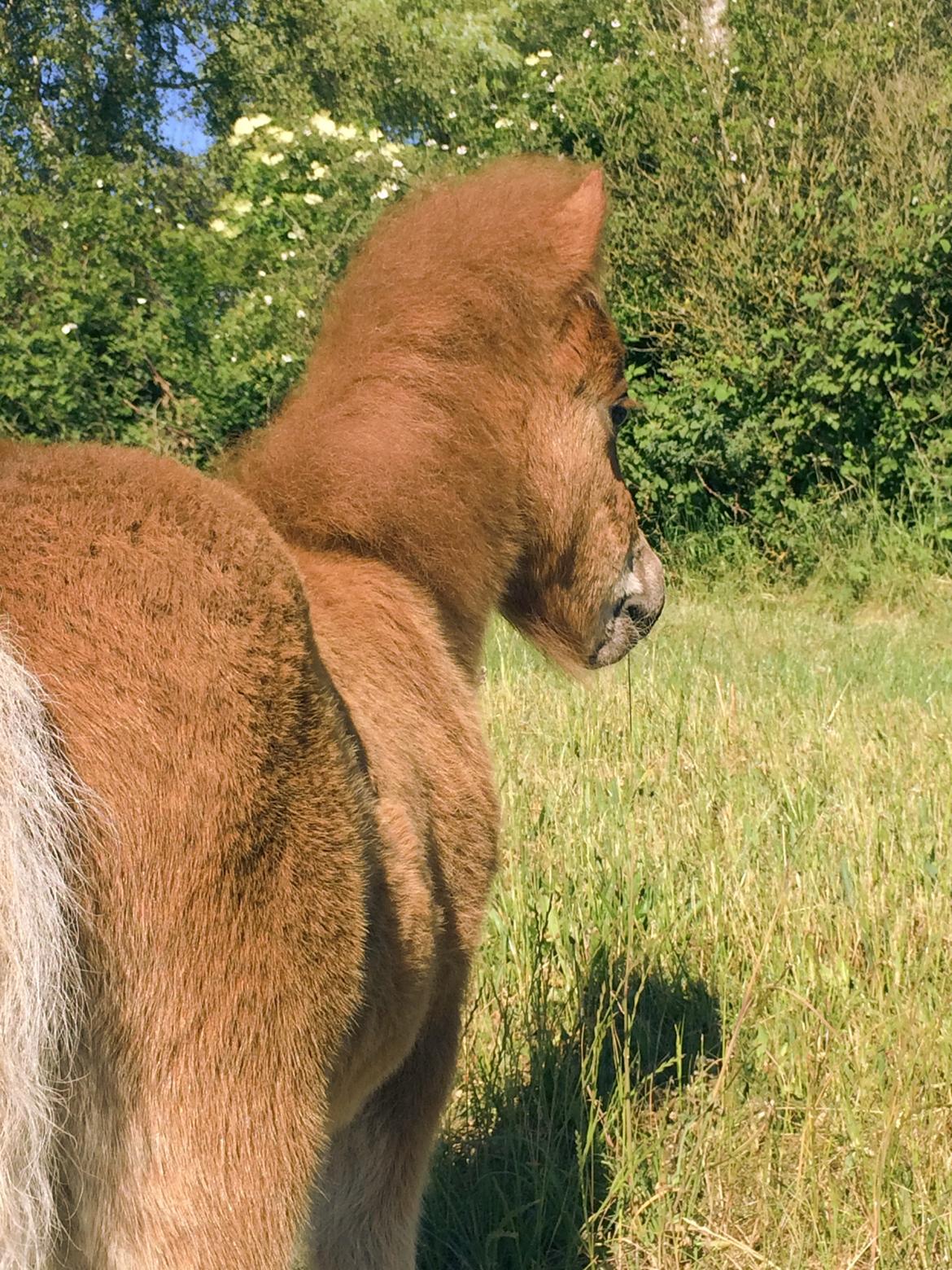 Shetlænder Bentley SOLGT billede 11