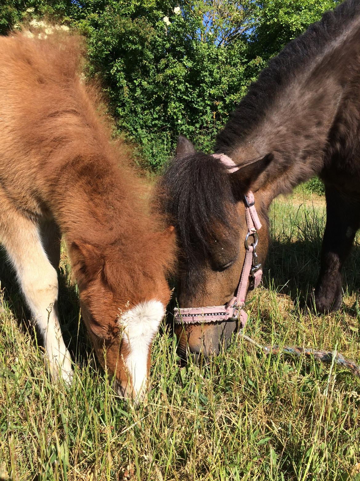 Shetlænder Bentley SOLGT billede 13