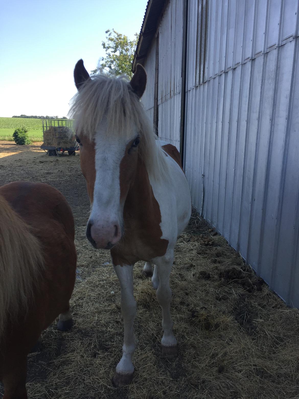 Anden særlig race Storm billede 11