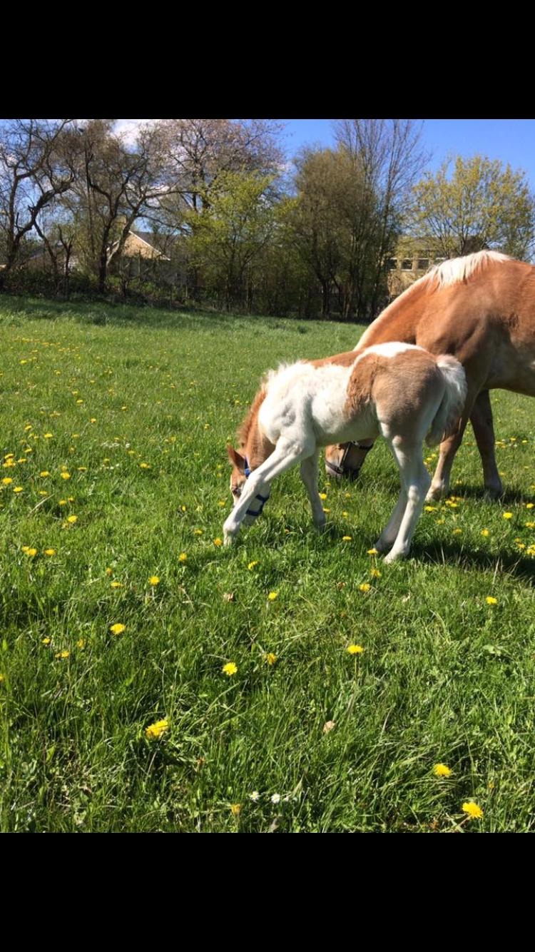 Anden særlig race Storm billede 17