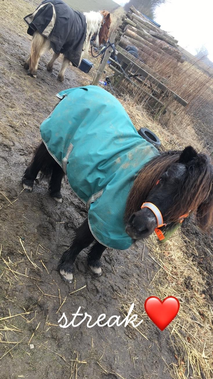 Shetlænder Mads Larsen (Mads)  billede 1