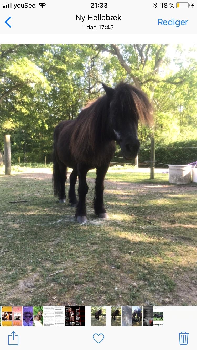 Shetlænder Mads Larsen (Mads)  billede 3