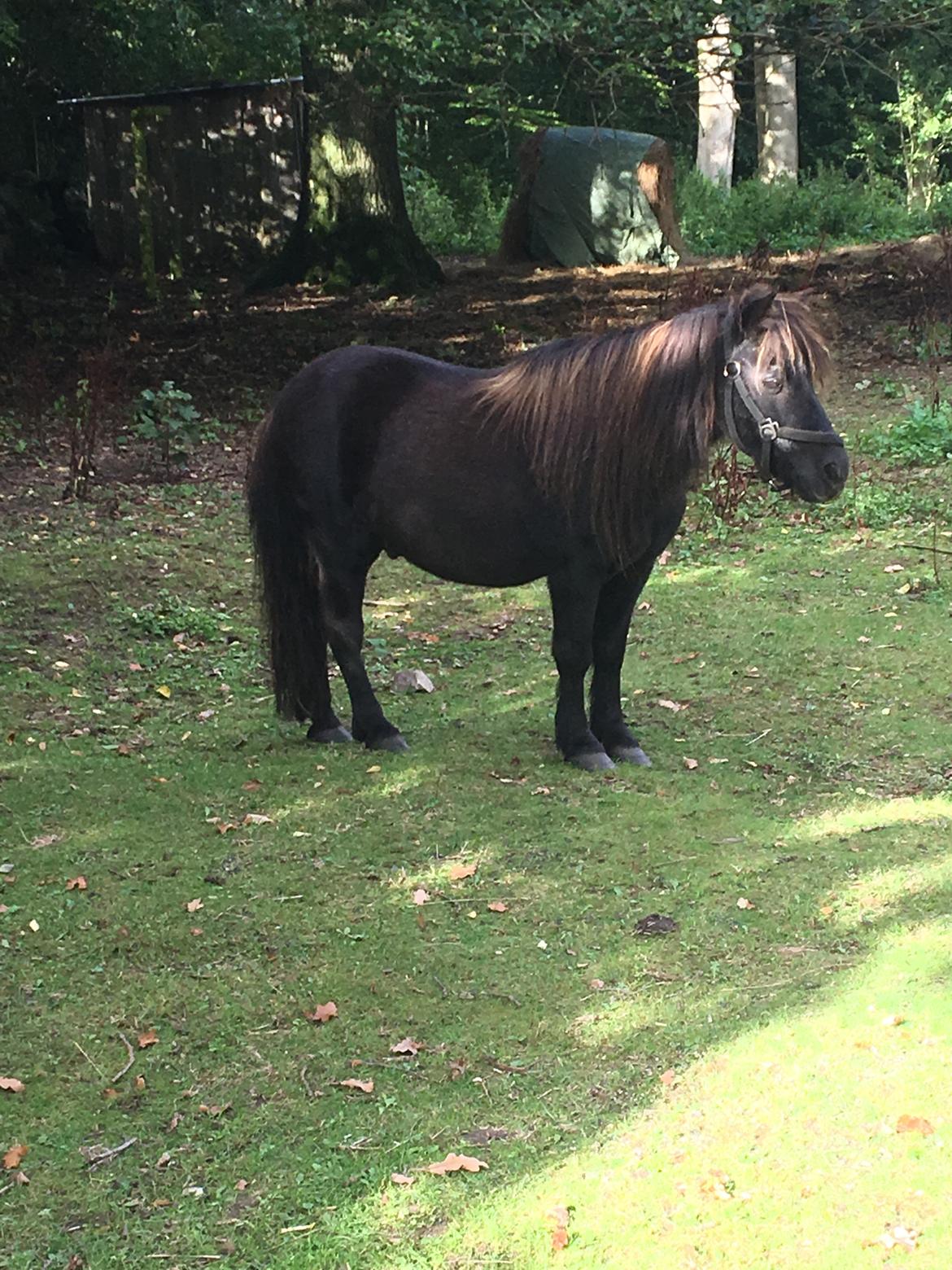 Shetlænder Mads Larsen (Mads)  - det første billed af ham❤️ billede 4