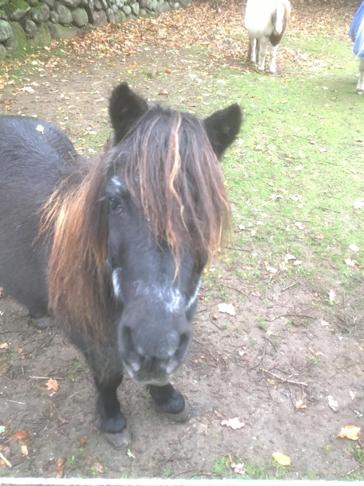 Shetlænder Mads Larsen (Mads)  billede 5