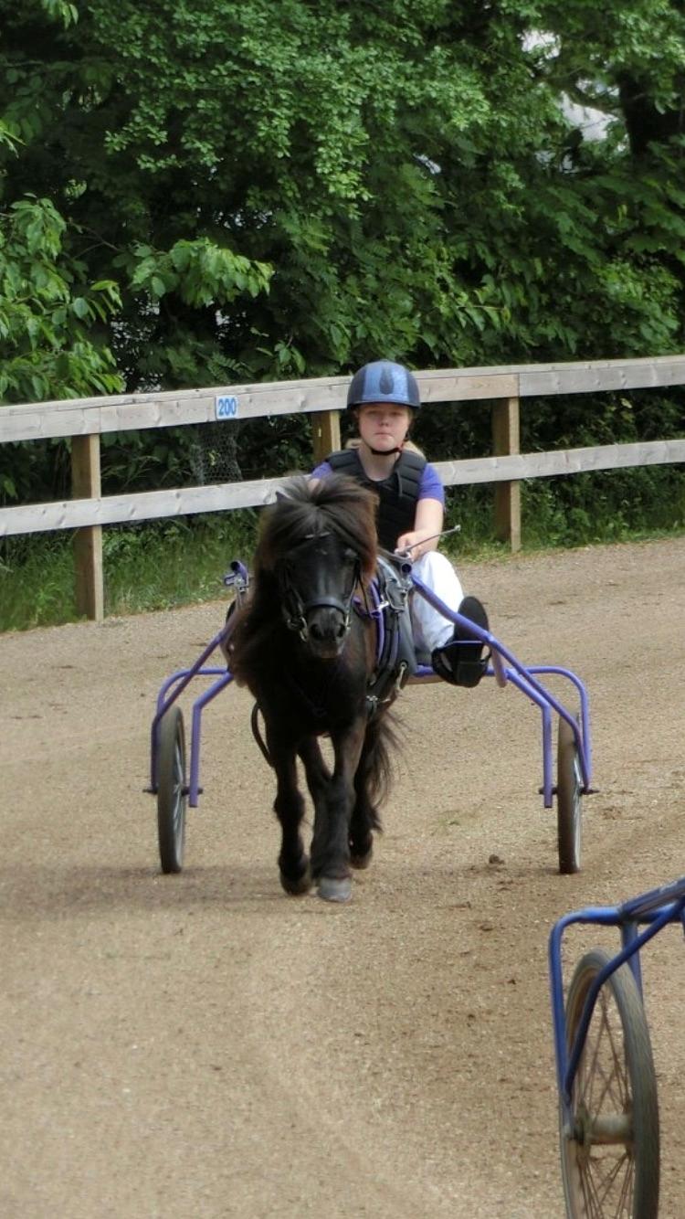 Shetlænder Mads Larsen (Mads)  - første gang på banen❤️❤️ billede 6
