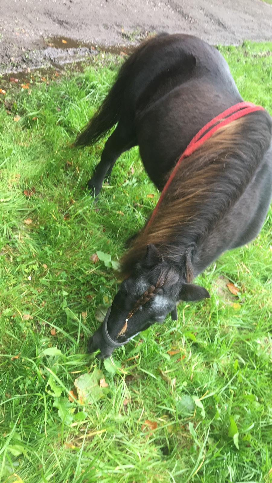 Shetlænder Mads Larsen (Mads)  billede 7