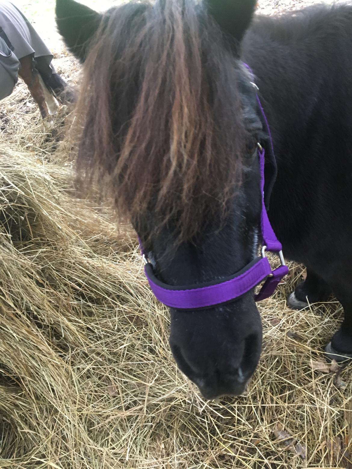 Shetlænder Mads Larsen (Mads)  billede 8