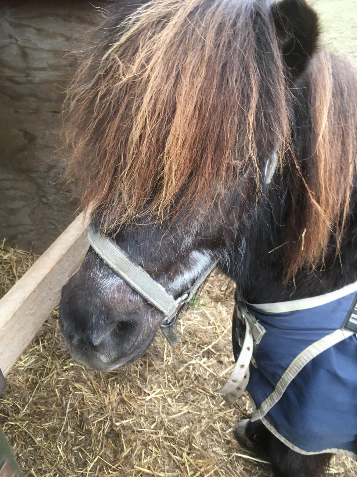 Shetlænder Mads Larsen (Mads)  billede 2