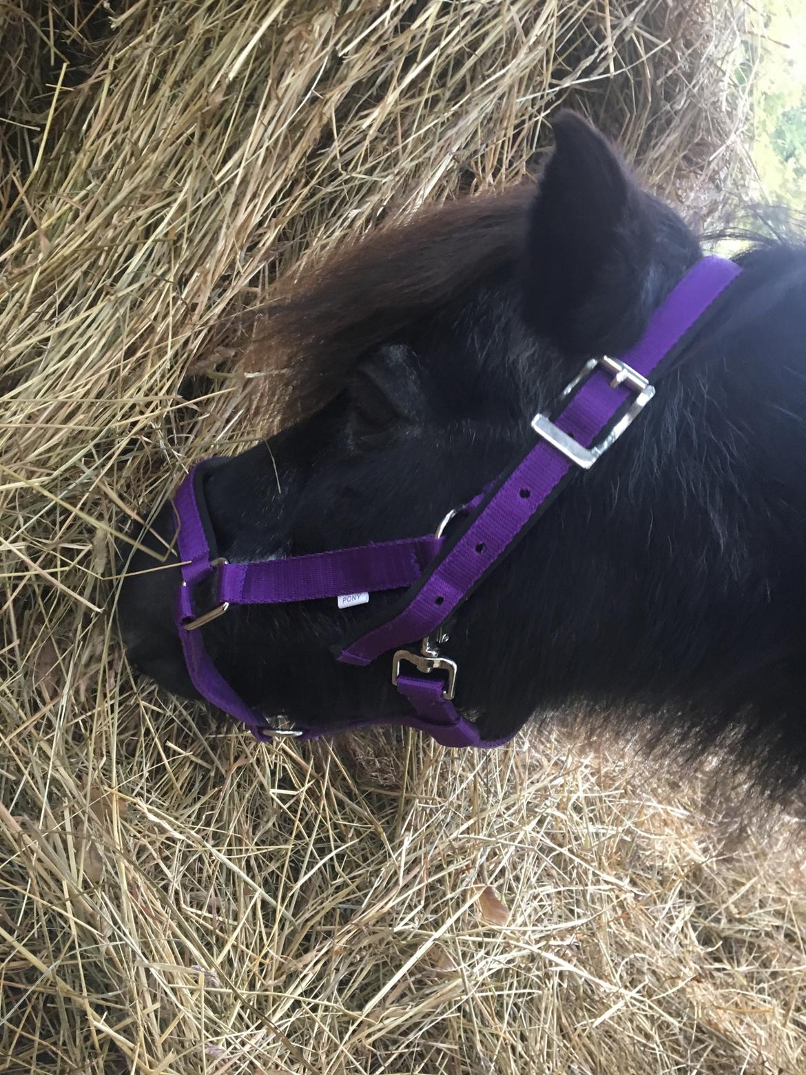 Shetlænder Mads Larsen (Mads)  billede 9