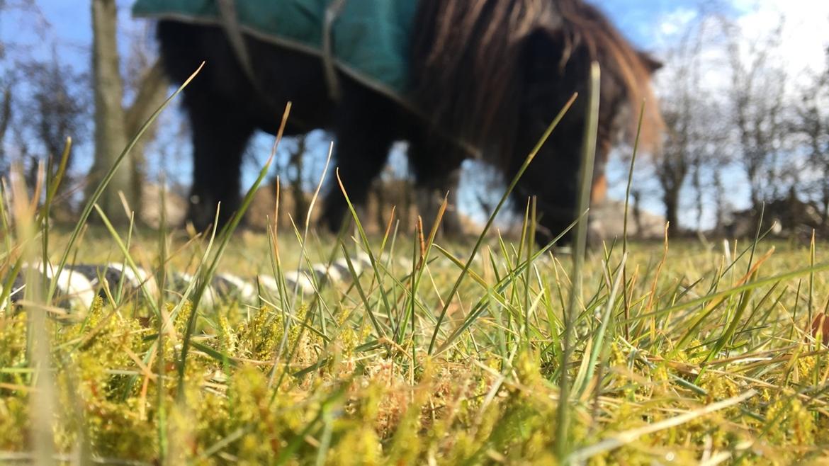 Shetlænder Mads Larsen (Mads)  billede 10
