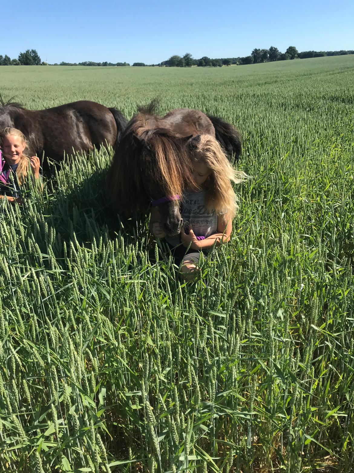 Shetlænder Mads Larsen (Mads)  billede 11