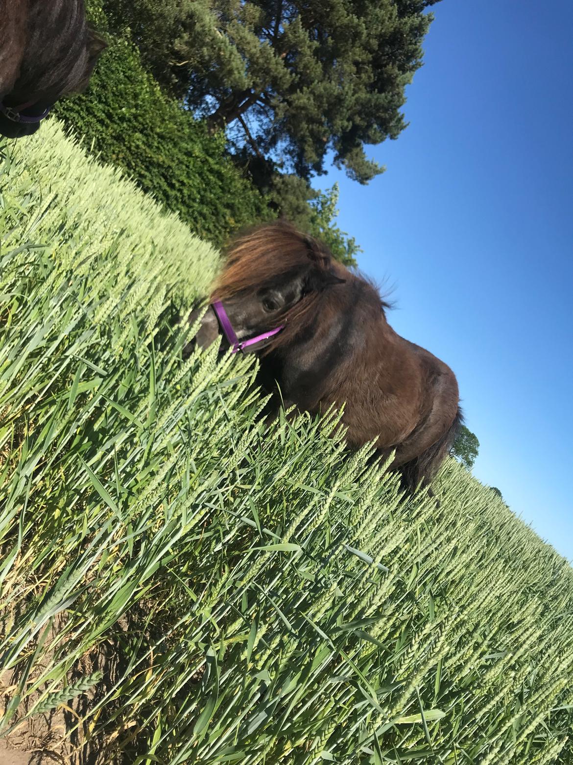 Shetlænder Mads Larsen (Mads)  billede 12