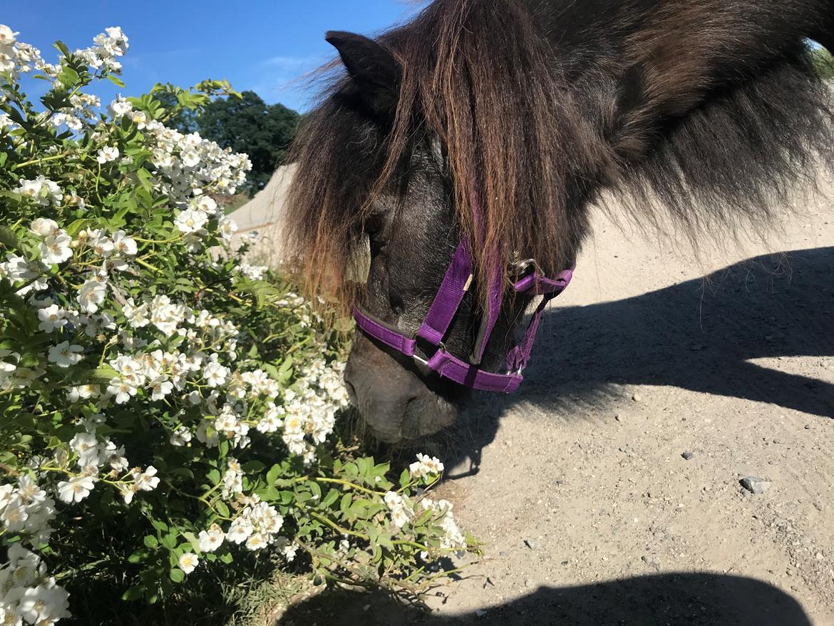 Shetlænder Mads Larsen (Mads)  billede 13