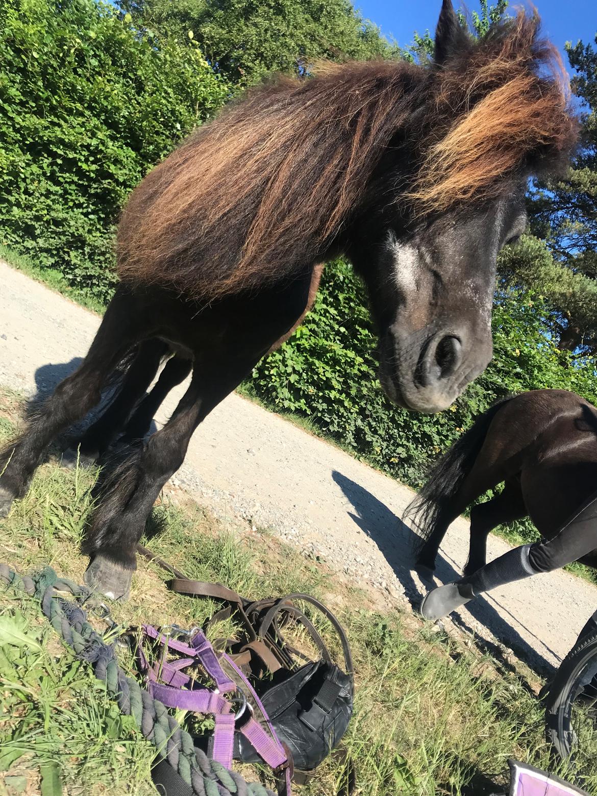 Shetlænder Mads Larsen (Mads)  billede 14