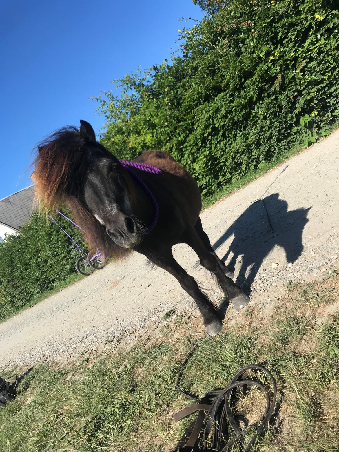 Shetlænder Mads Larsen (Mads)  billede 15