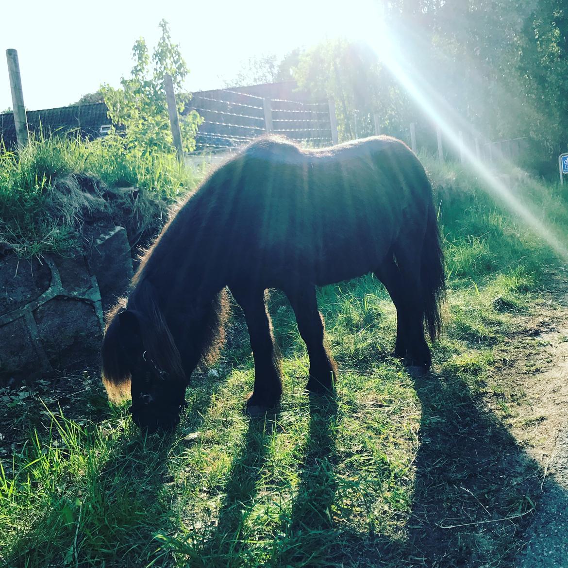 Shetlænder Mads Larsen (Mads)  billede 16