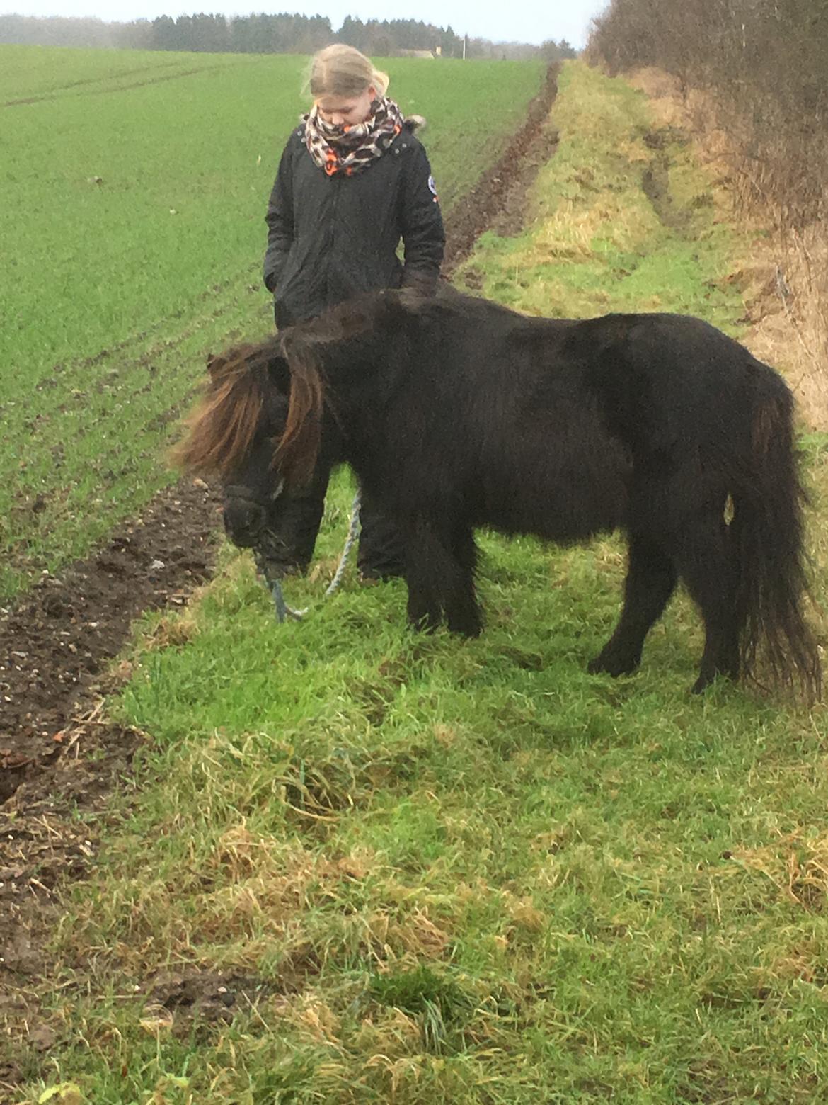 Shetlænder Mads Larsen (Mads)  billede 18