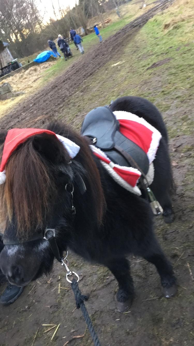 Shetlænder Mads Larsen (Mads)  - til juletræs marked og ponytrække  billede 19