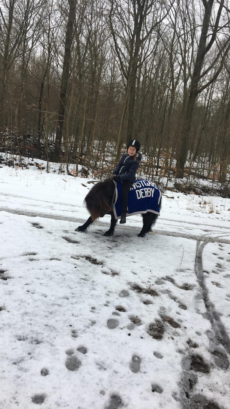 Shetlænder Mads Larsen (Mads)  - det er ikke mig der rider billede 17