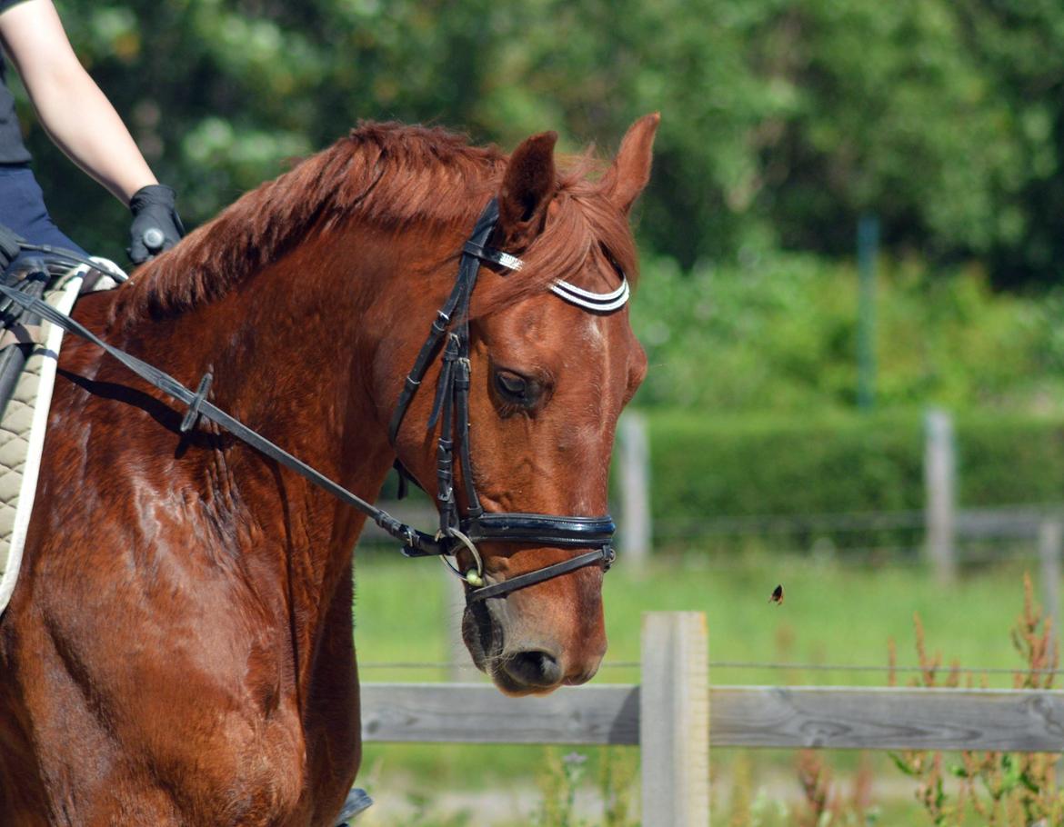 Frederiksborg Bacchus krogvænget billede 1