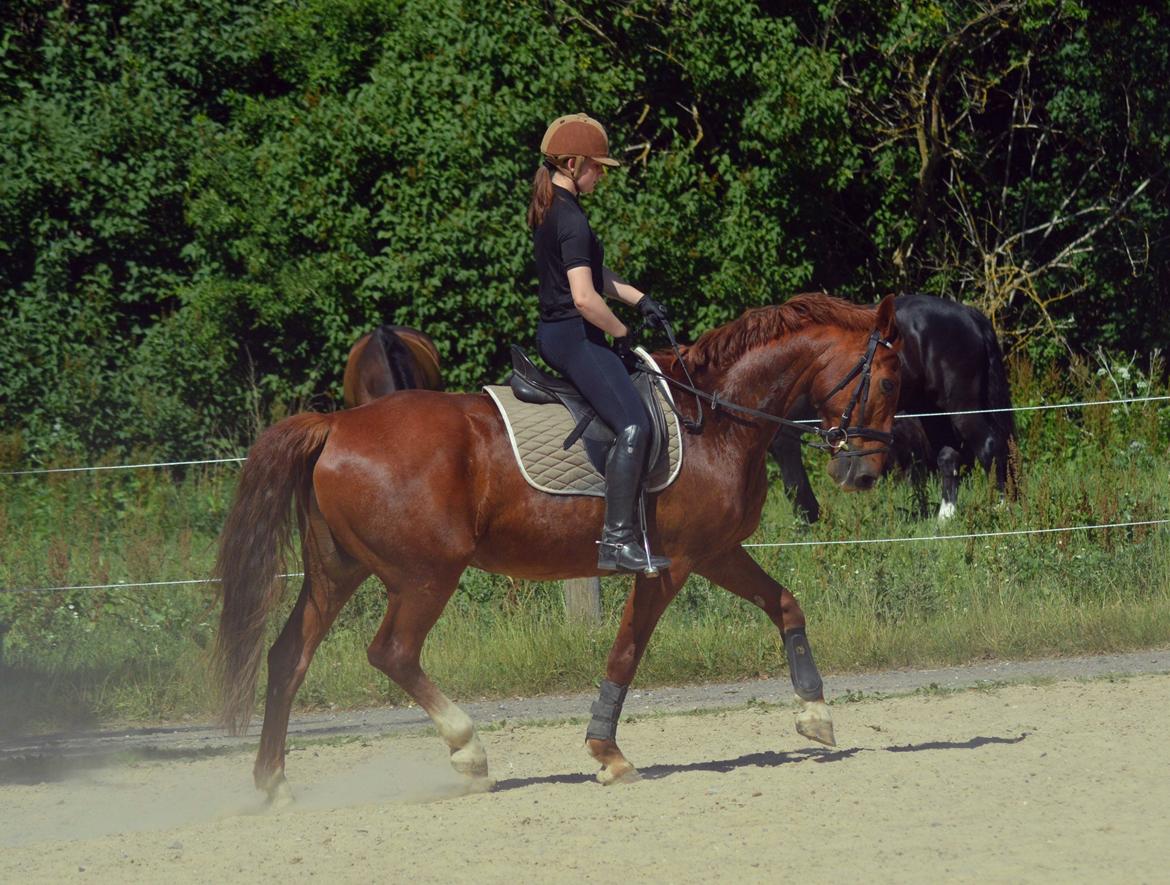 Frederiksborg Bacchus krogvænget - Letridning billede 2