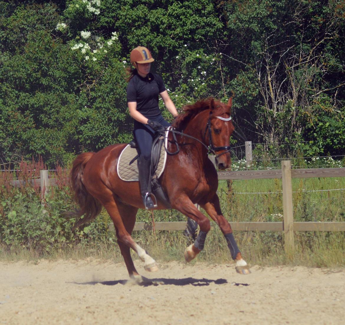 Frederiksborg Bacchus krogvænget billede 4
