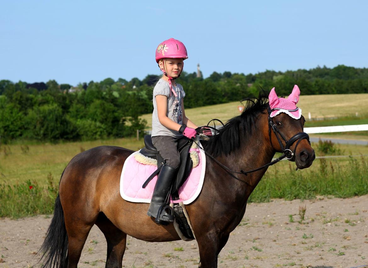 Welsh Pony (sec B) Both´s Comtesse Alaine billede 2