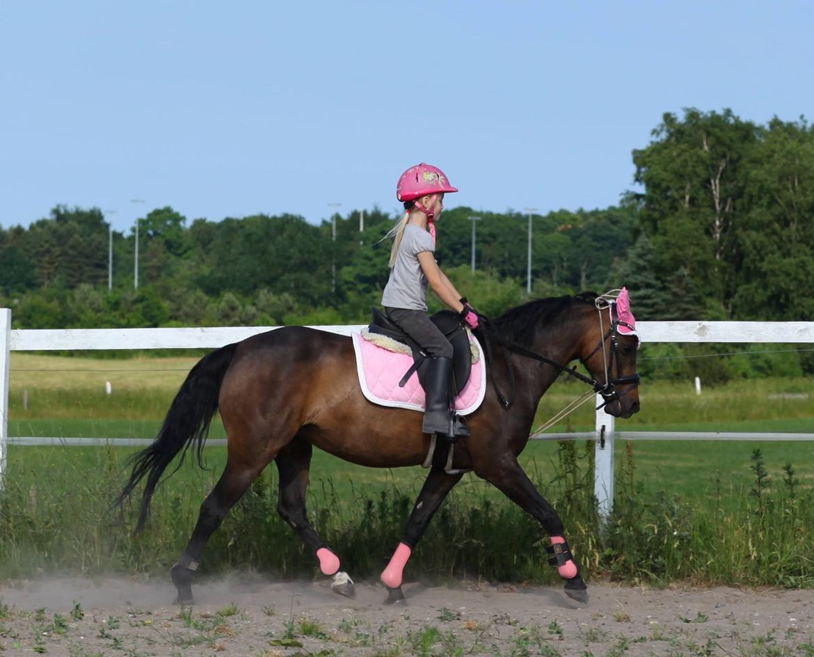 Welsh Pony (sec B) Both´s Comtesse Alaine billede 6