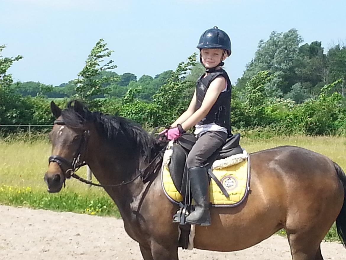 Welsh Pony (sec B) Both´s Comtesse Alaine billede 9